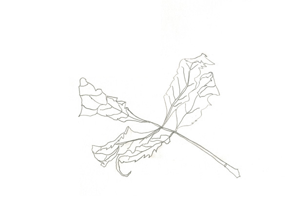 Ash Leaf