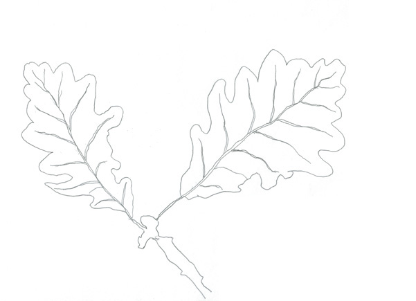 oak leaf